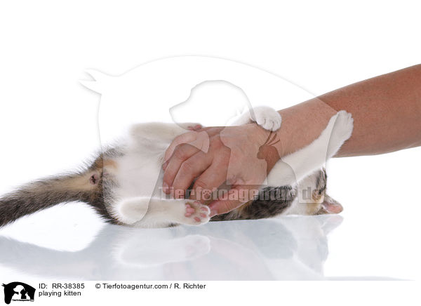 playing kitten / RR-38385