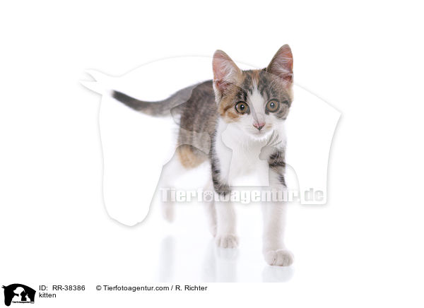 kitten / RR-38386