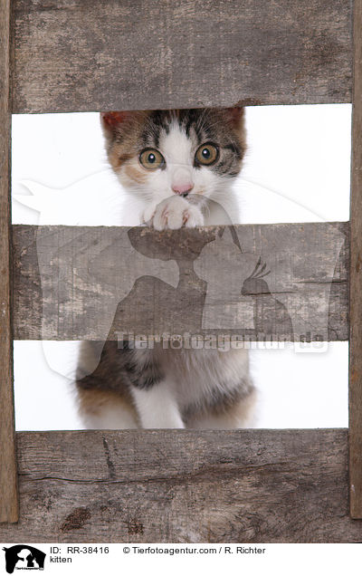 Ktzchen / kitten / RR-38416