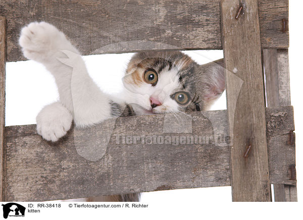 Ktzchen / kitten / RR-38418