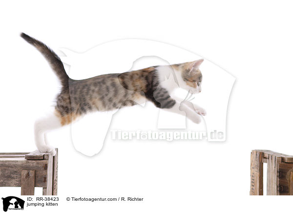 springendes Ktzchen / jumping kitten / RR-38423