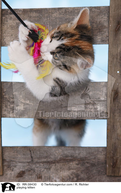 playing kitten / RR-38430