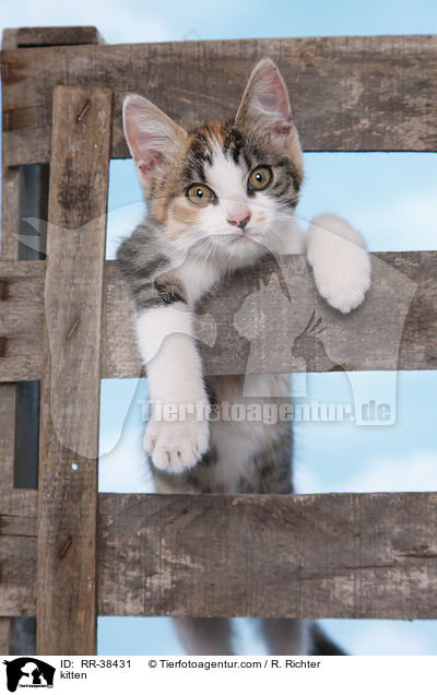 kitten / RR-38431