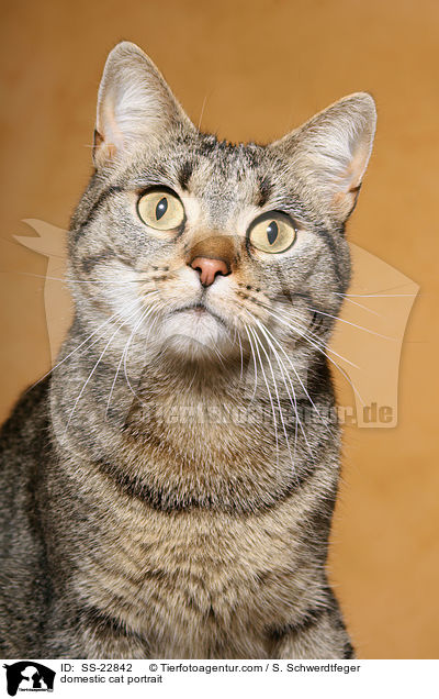domestic cat portrait / SS-22842