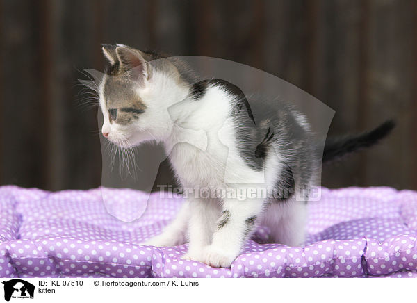 Ktzchen / kitten / KL-07510