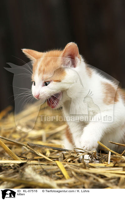 Ktzchen / kitten / KL-07516