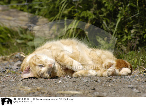 lying domestic cat / CD-01912