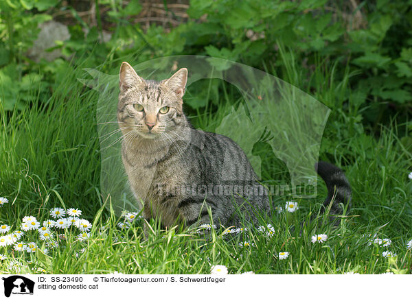 sitting domestic cat / SS-23490