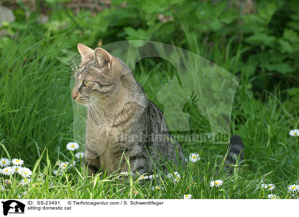 sitzende Hauskatze / sitting domestic cat / SS-23491
