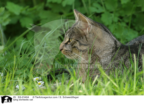 lying domestic cat / SS-23494