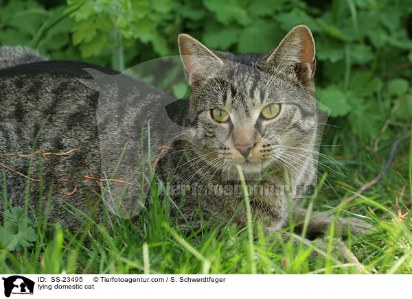 lying domestic cat / SS-23495