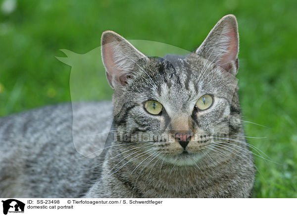 domestic cat portrait / SS-23498