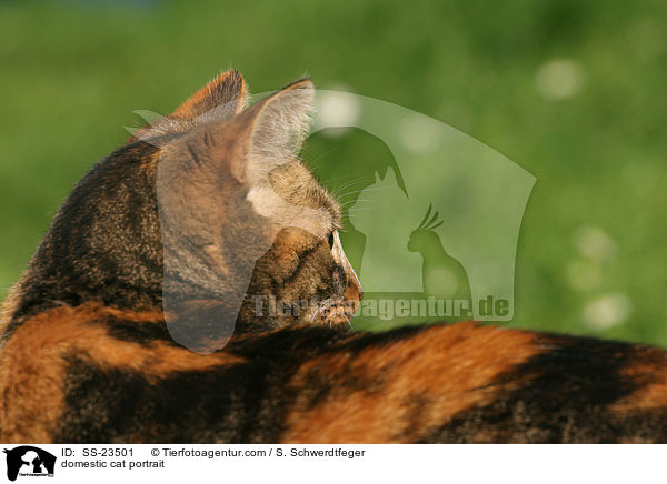domestic cat portrait / SS-23501
