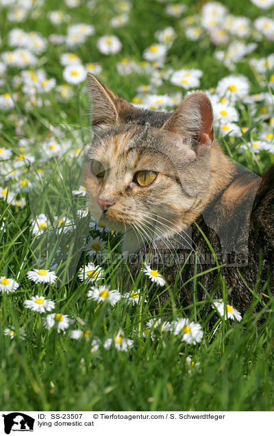 liegende Hauskatze / lying domestic cat / SS-23507