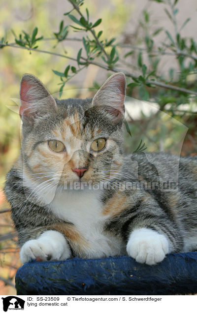 lying domestic cat / SS-23509