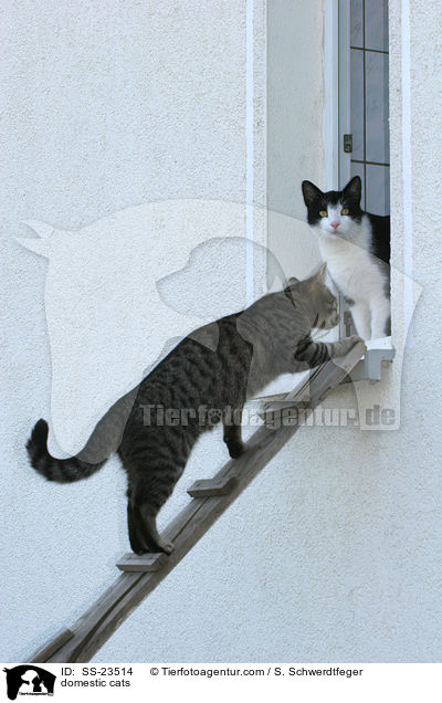 domestic cats / SS-23514