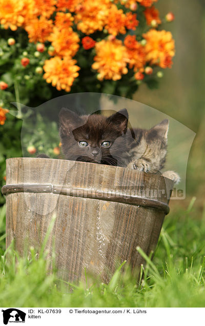 Ktzchen / kitten / KL-07639