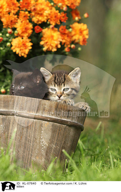 Ktzchen / kitten / KL-07640