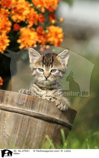 Ktzchen / kitten / KL-07641