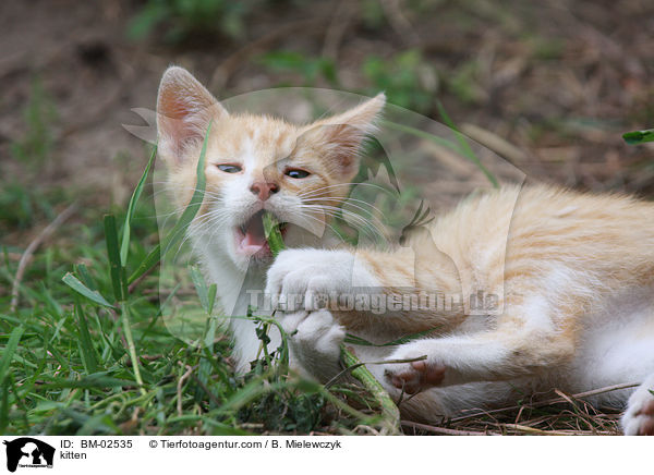 kitten / BM-02535