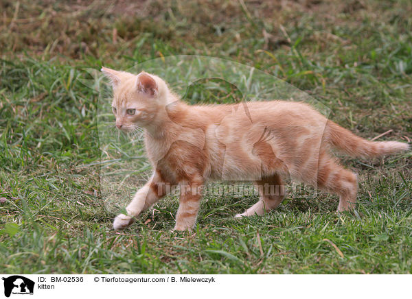 kitten / BM-02536