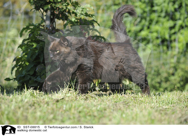 walking domestic cat / SST-08815