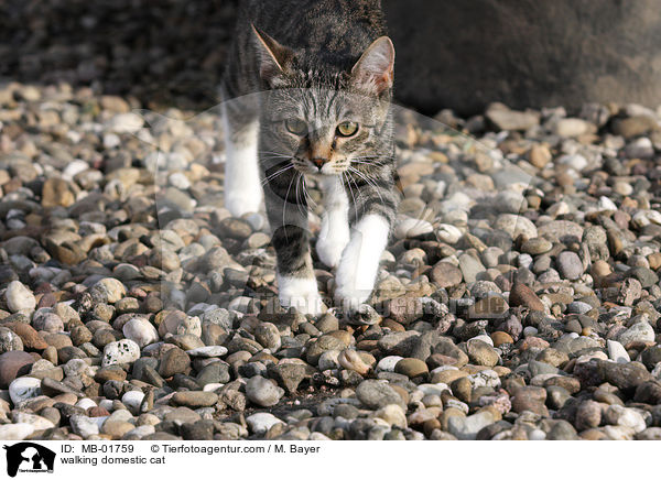 walking domestic cat / MB-01759