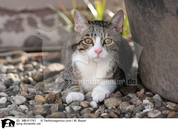 lying domestic cat / MB-01761