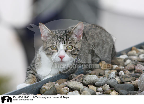lying domestic cat / MB-01763