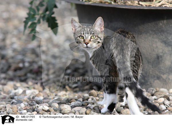 domestic cat / MB-01765