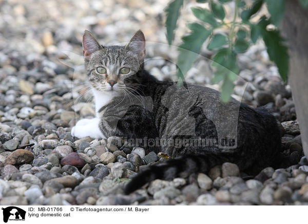 lying domestic cat / MB-01766