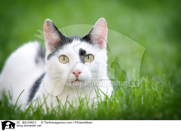 lying domestic cat / BS-04621