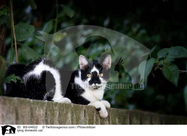 lying domestic cat / BS-04622