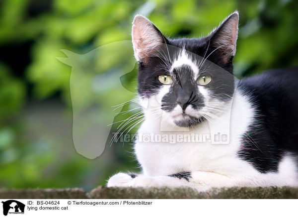 lying domestic cat / BS-04624
