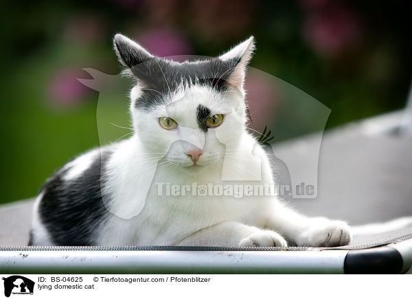 lying domestic cat / BS-04625