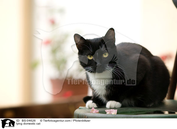 lying domestic cat / BS-04626