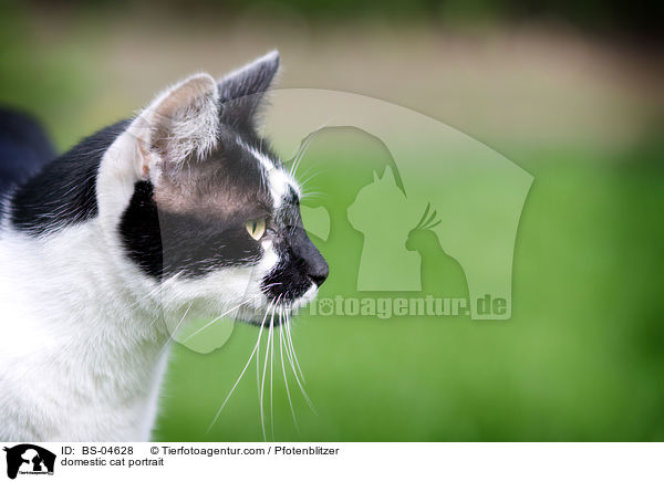 domestic cat portrait / BS-04628