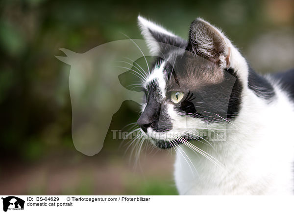 domestic cat portrait / BS-04629