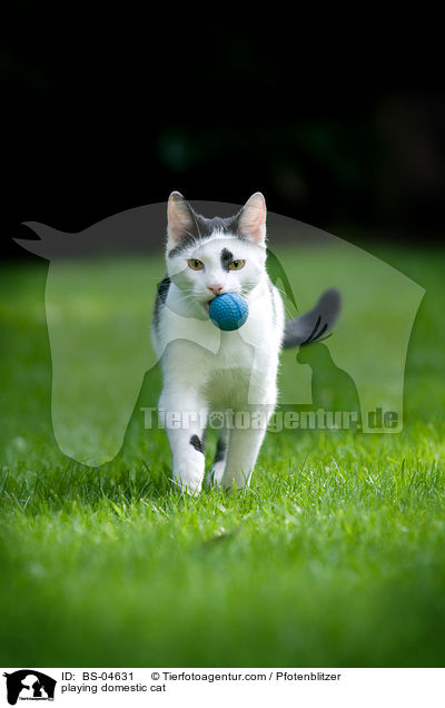 playing domestic cat / BS-04631