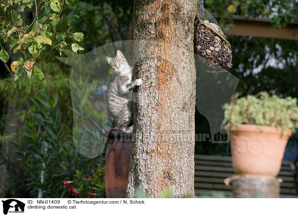 climbing domestic cat / NN-01409