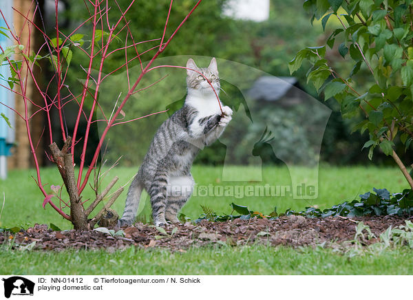 playing domestic cat / NN-01412
