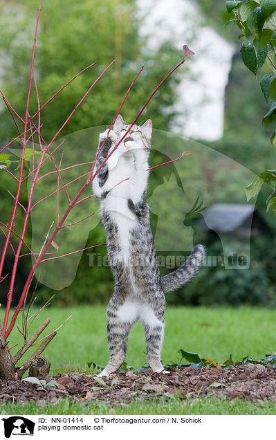 playing domestic cat / NN-01414