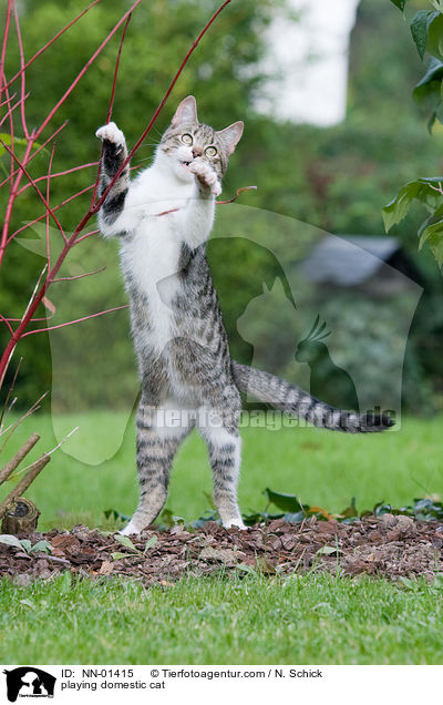 playing domestic cat / NN-01415