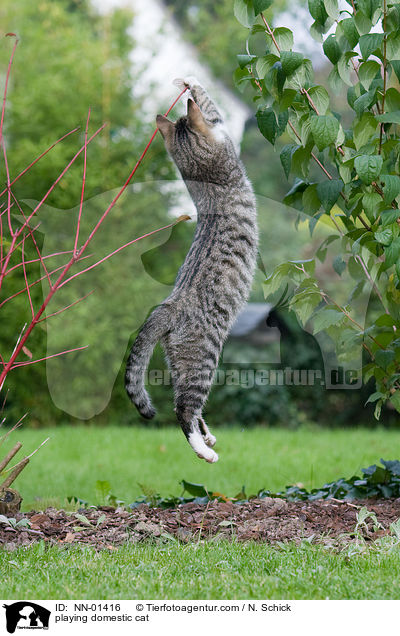 playing domestic cat / NN-01416