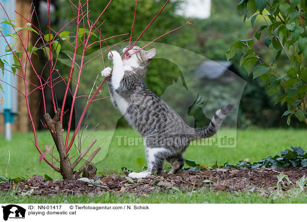 playing domestic cat / NN-01417