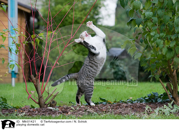 playing domestic cat / NN-01421