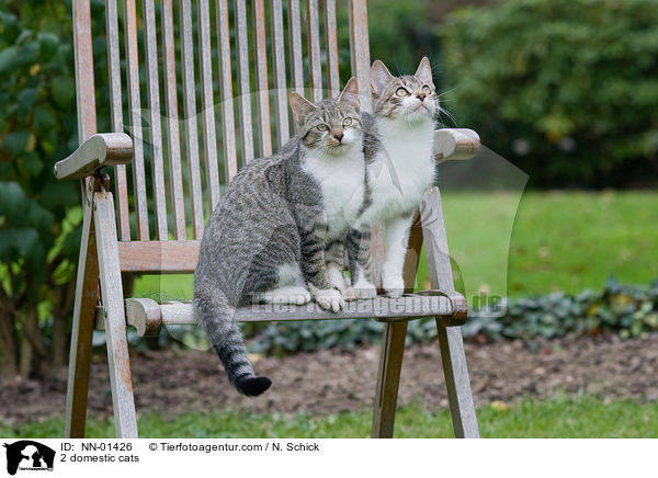 2 domestic cats / NN-01426
