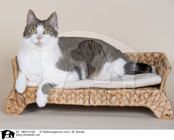 lying domestic cat / NN-01428