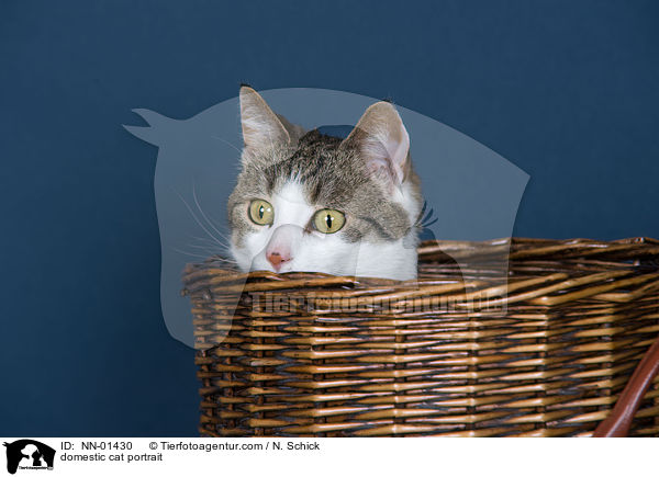 domestic cat portrait / NN-01430