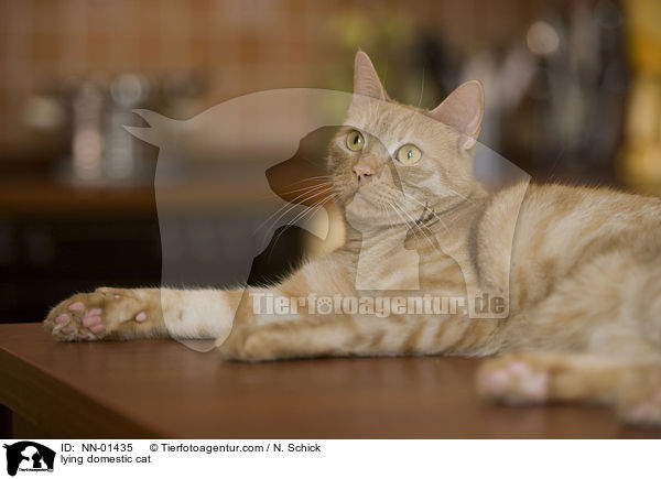 lying domestic cat / NN-01435